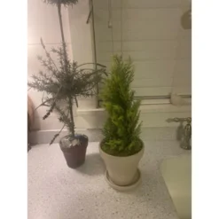 Northlight 1.4 FT Upswept Frosted Cedar Artificial Christmas Tree - Unlit 7 Northlight 1.4 FT Upswept Frosted Cedar Artificial Christmas Tree - Unlit -Northlight GUEST 4c5aa6a2 a6e3 4335 ab93 bfbe41a4afa2