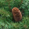 Northlight 4' Red Pine Full Profile Artificial Christmas Tree With Pine Cones - Unlit -Northlight GUEST c4e9b00f 813f 444a a699 27f56ef9087e