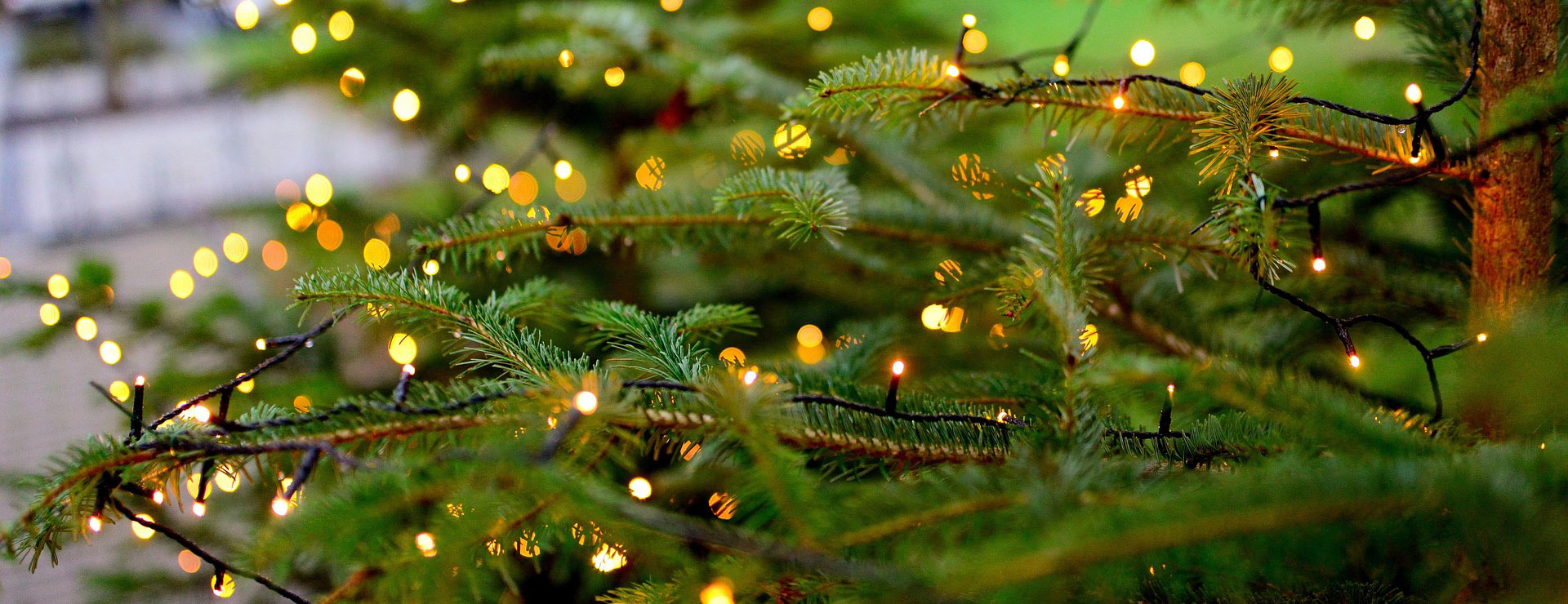 Northlight 3 Northlight -Northlight christmas tree 4683529 1920